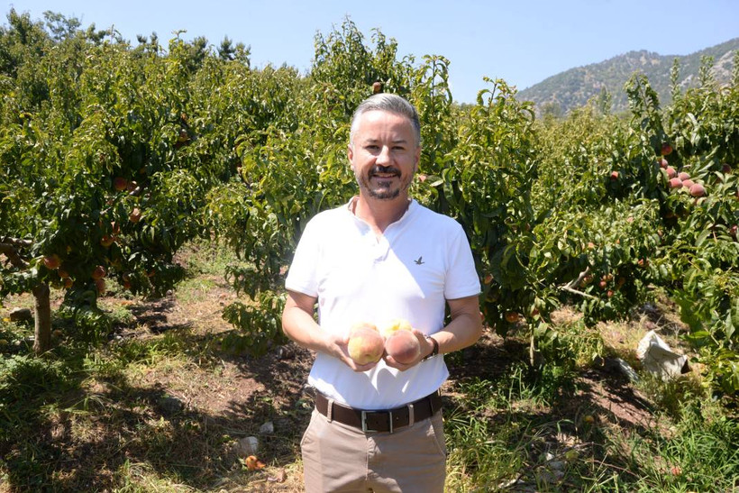 Mersin'de yerli şeftali hasadı başladı: Üreticiler verimden memnun - Resim: 4